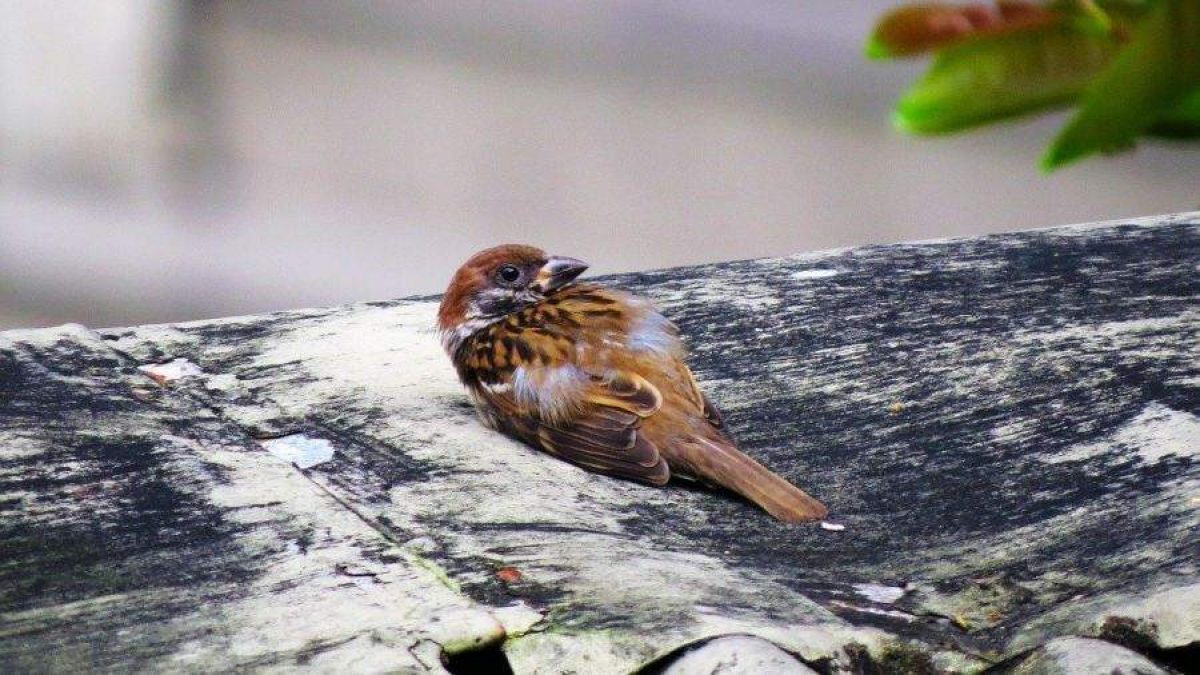 Pajarito remendado